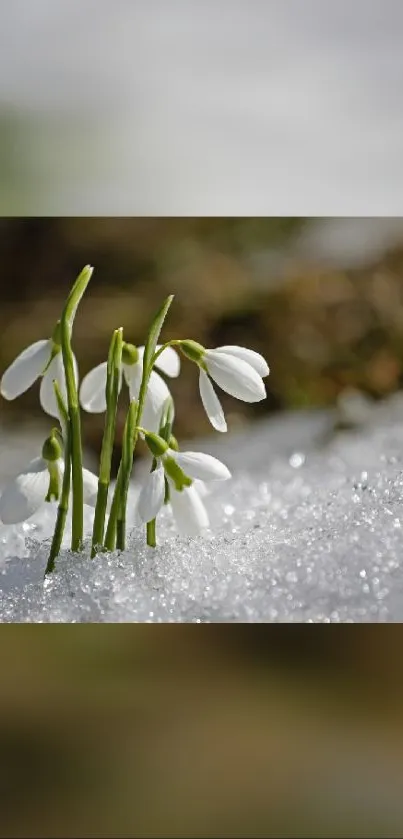 Delicate snowdrops bloom through glistening snow.