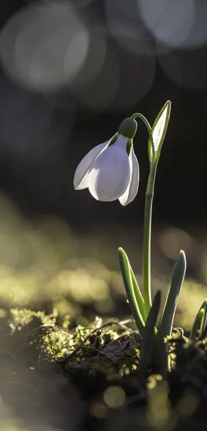 Lone snowdrop blossom under soft light.