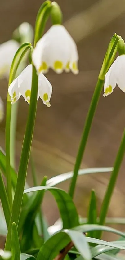 Elegant snowdrop flowers with green leafy stems in a serene nature setting.