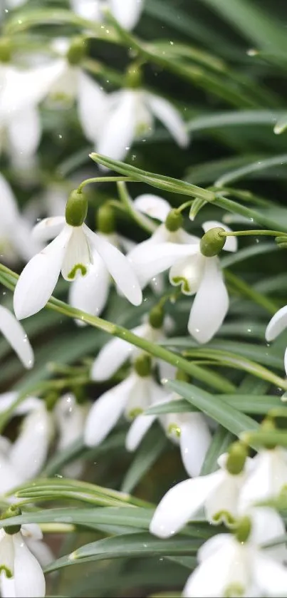 Close-up of snowdrop flowers with lush green leaves.