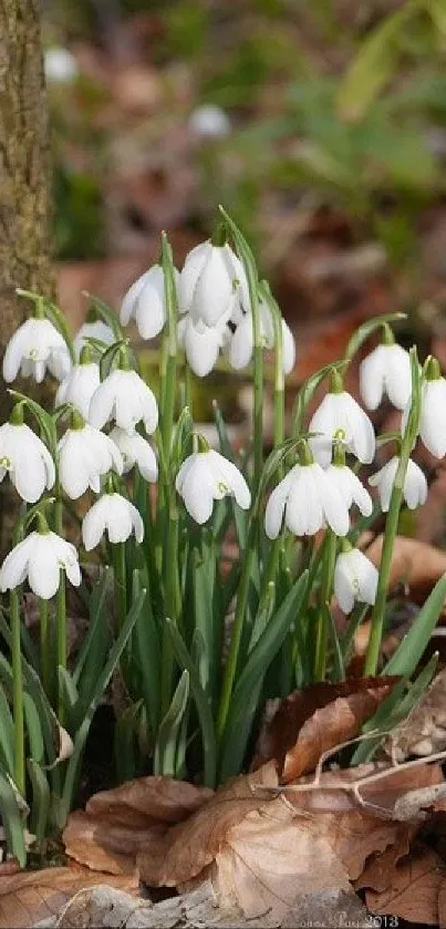 Snowdrop flowers in woodland setting with fallen leaves.