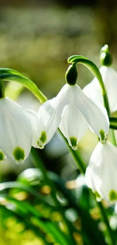 Serene snowdrop flowers with green leaves in a nature background.