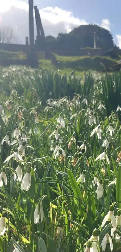 Snowdrops on a sunny hillside with ancient ruins in the background.