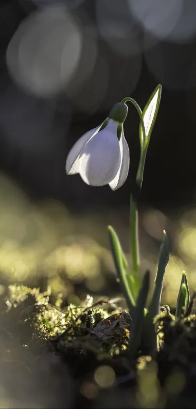 Single snowdrop flower in gentle sunlight.