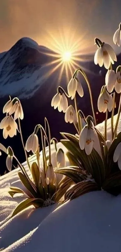 Beautiful snowdrop flowers in snowy landscape at sunrise.