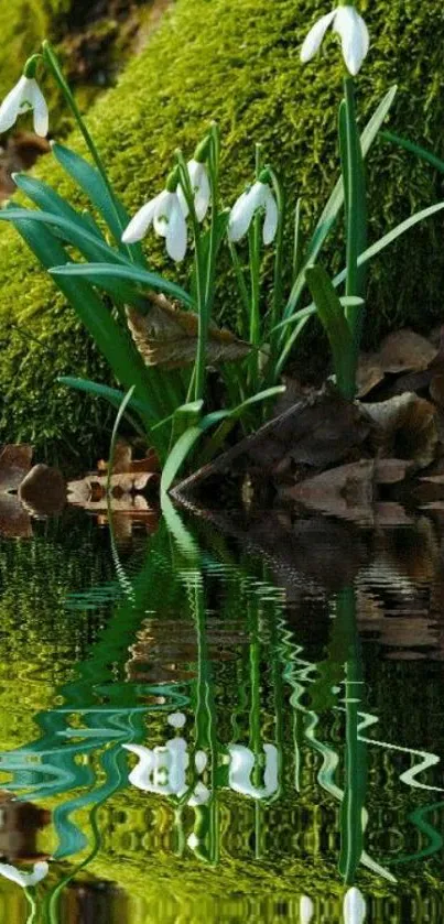 Snowdrops by a mossy bank reflecting in water.