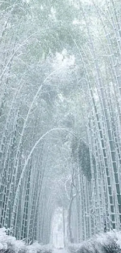 Snow-covered bamboo forest in winter.