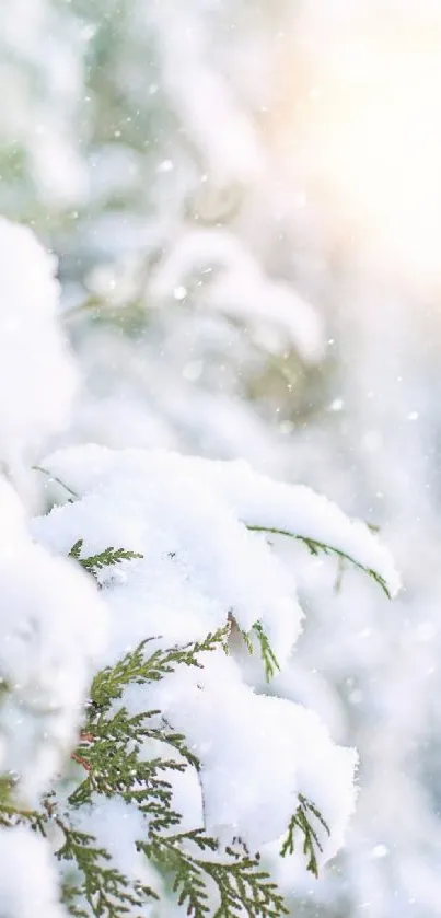 Snow-covered branch with winter sunlight effect.