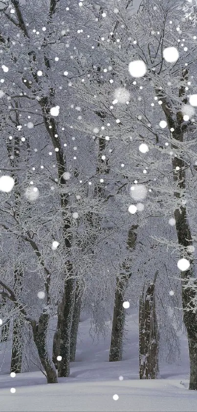 Snowy forest with falling snowflakes.