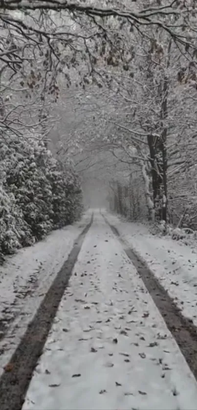 Snow-covered forest path in winter scene.