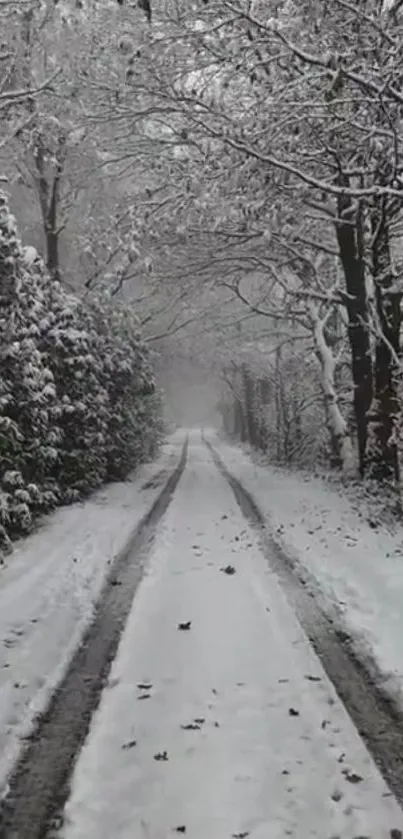 Serene snowy forest path winter wallpaper.