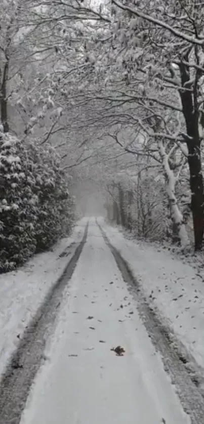 Snow-covered forest path in winter scene.