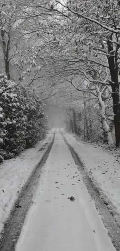 Snowy forest path in winter wonderland.