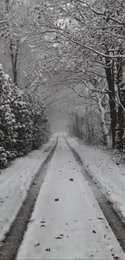 Serene snowy path through a tranquil forest in winter.