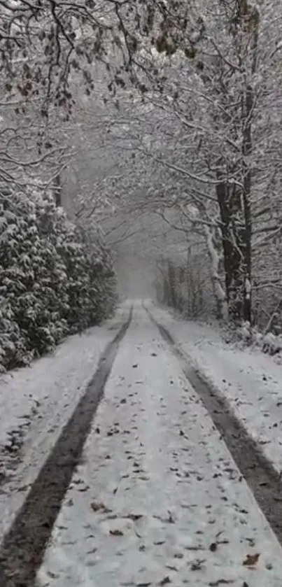 Serene path through snowy forest in wintertime.