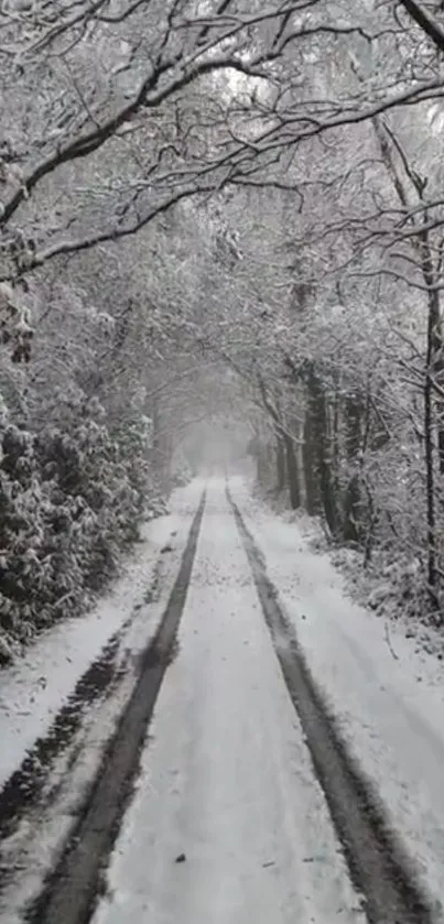 Snowy forest path with snow-covered trees.