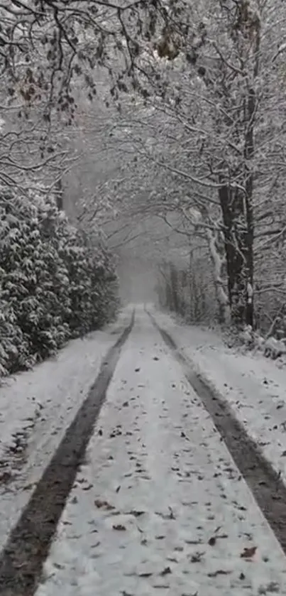 Snow-covered forest path under a canopy of trees.