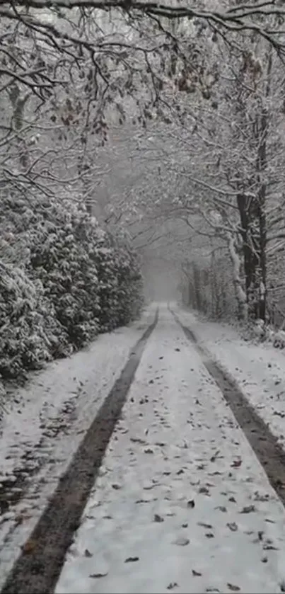 Snow-covered forest path in winter scene.