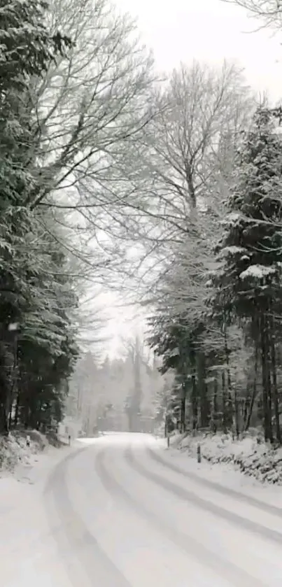 Snow-covered forest path with tranquil winter scenery.