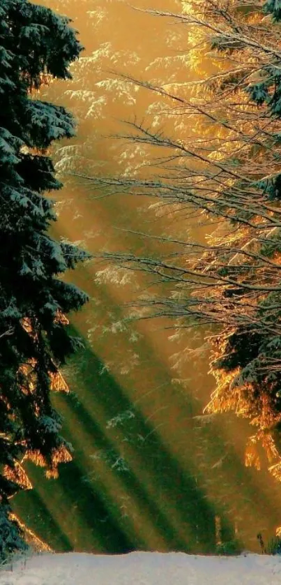 Golden sunlight filters through snowy forest path, creating a serene winter scene.