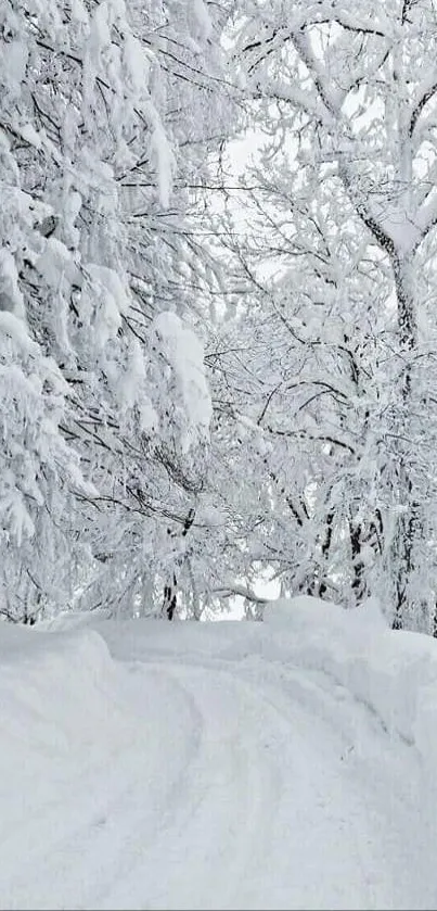 Serene snowy forest path with bare trees and fresh white snow.