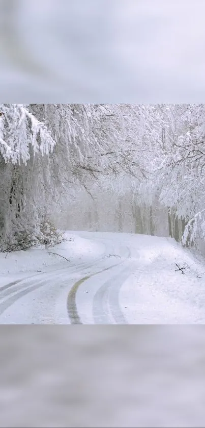 Snowy forest path with overhanging trees.