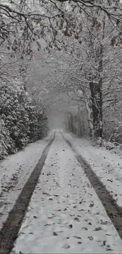 Tranquil snowy forest path with overhanging trees in winter.