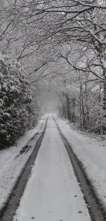 A tranquil snowy path through a winter forest, surrounded by trees.