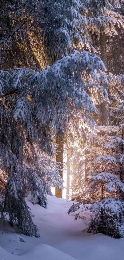 Snowy pine trees with sunlit forest background.