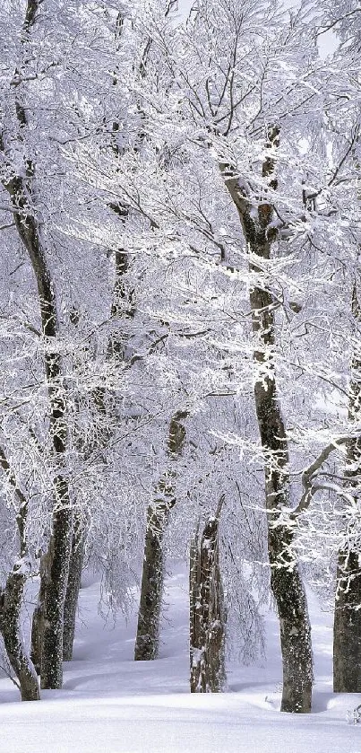 Snow-covered forest with frosted trees in a serene winter scene.