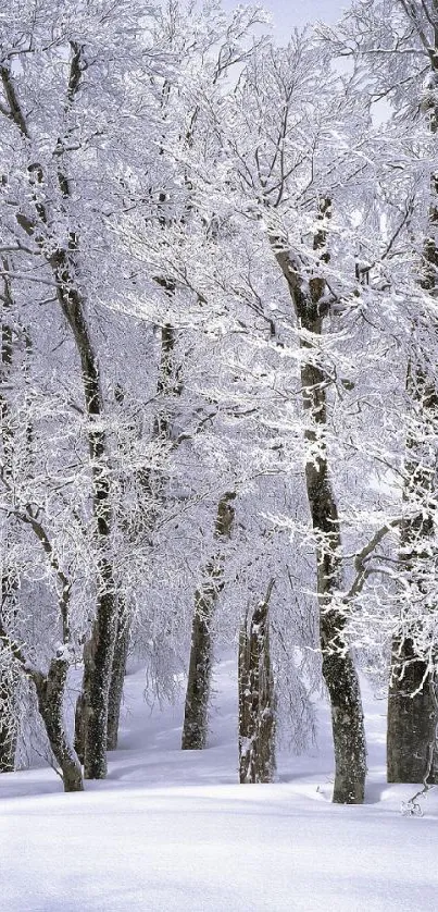 Snow-covered forest with frost-laden trees under a calm winter sky.