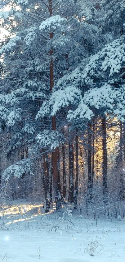 Snowy forest scene with sunlit backdrop