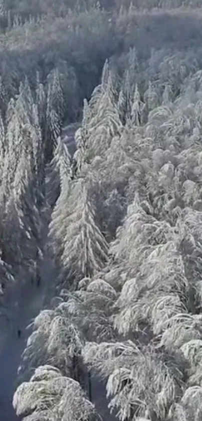 Serene snowy forest with frosted trees.