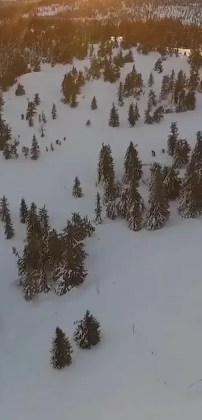 Aerial view of a serene snowy forest in winter sunlight.