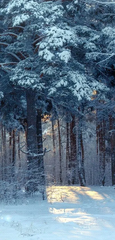 Snow-covered forest with sunlight filtering through the pine trees.