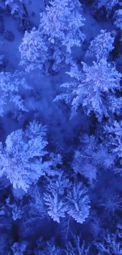 Aerial view of snowy trees in a blue-hued forest landscape.