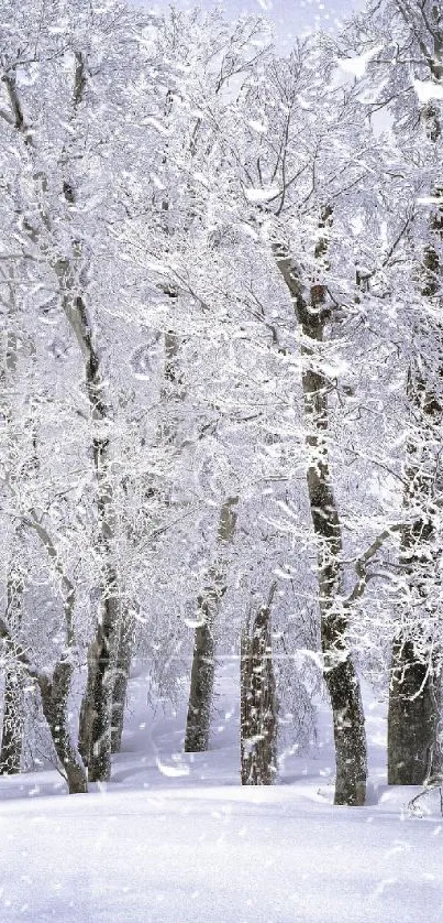 Serene snowy forest with frosted trees glowing in winter light.