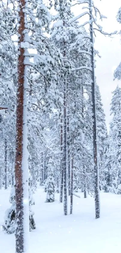 Snow-covered forest with tall trees and serene winter landscape.