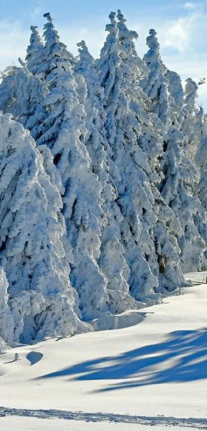 Snowy forest with sunlit trees under a blue sky.