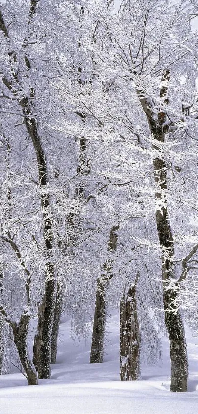 Snow-covered trees in a peaceful winter forest wallpaper.