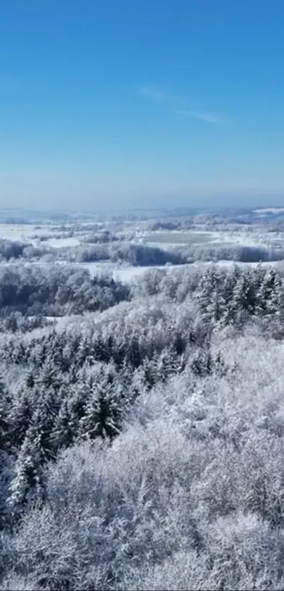 Snowy forest with a clear blue sky wallpaper.