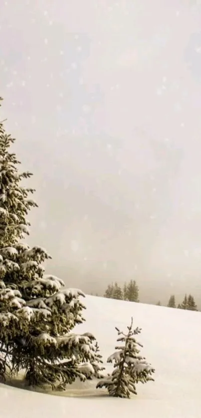 Serene snowy landscape with evergreen trees covered in snow.