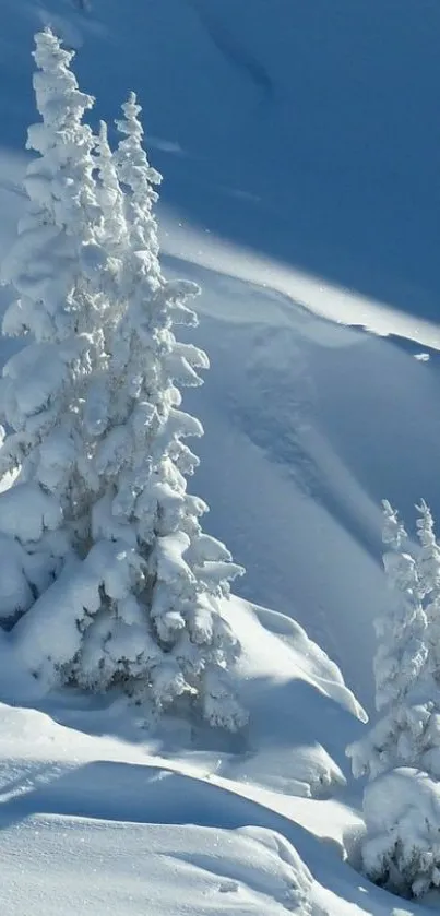 Snowy mountain with white trees under blue sky.