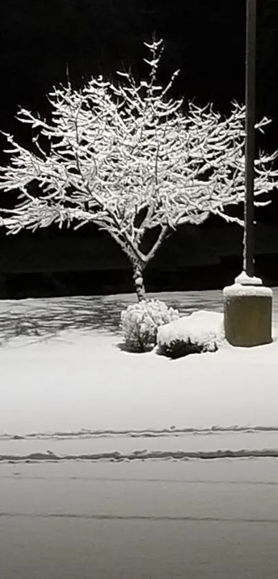 Snow-covered tree under a streetlight at night, creating a serene winter scene.