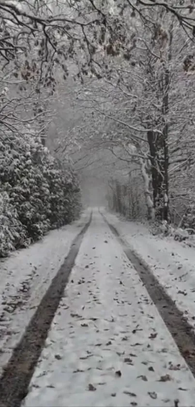 A snowy forest path enveloped in tranquil winter beauty.