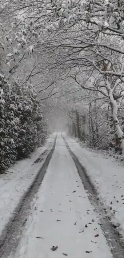 Snow-covered path lined with frosty trees on a winter day.