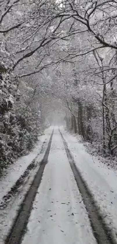 Snowy forest path with frosty trees on a tranquil winter day.