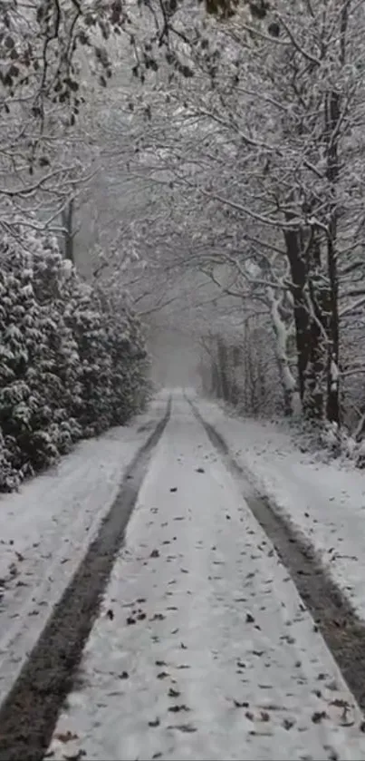 Snow-covered path through a tranquil forest in winter.