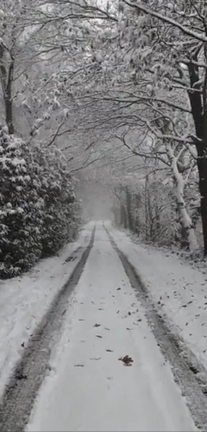 Snow-covered path with frosted trees, creating a peaceful winter landscape.