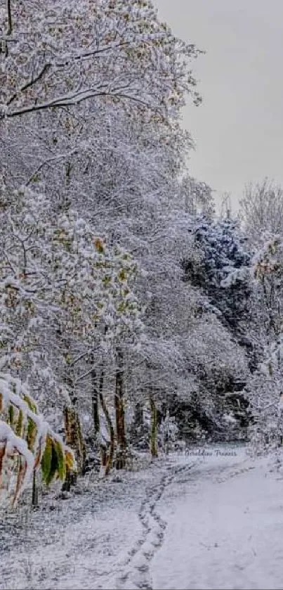 Path lined with snow-covered trees under a winter sky.